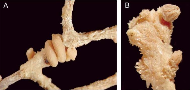 Представитель Семейства Strophomeniidae